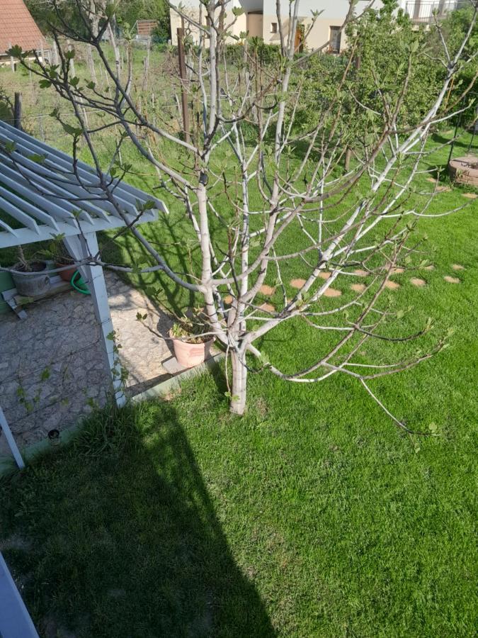 Lila Fuge Apartman Lejlighed Balatonfüred Eksteriør billede